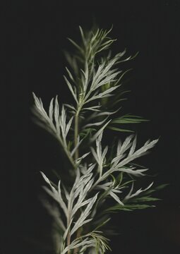 Mugwort Scanography