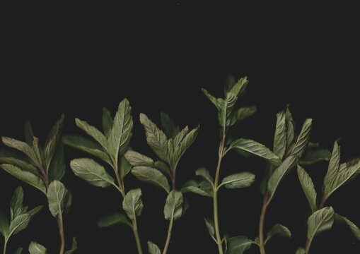 Peppermint Scanography