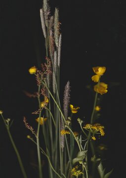 Field Wildflowers Scanography