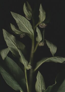 Comfrey Scanography