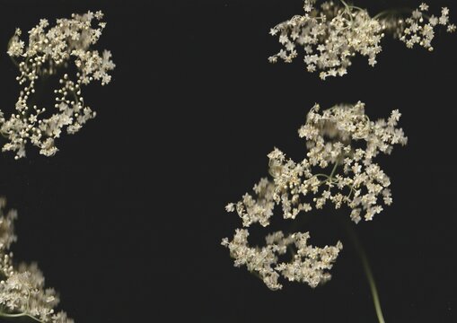 Yarrow Scanography