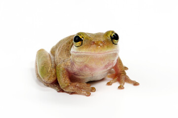 Squirrel tree frog // Eichhörnchenfrosch (Dryophytes squirellus)