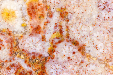 Fossil Coral Background  