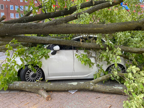 tree on car