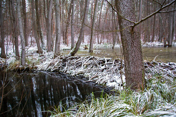 Bieberbauten im Briesetal, Brandenburg