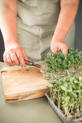 Farmer woman cuts microgreen sprouts with scissors. Selective focus. Green background.