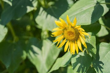 真夏のひまわり