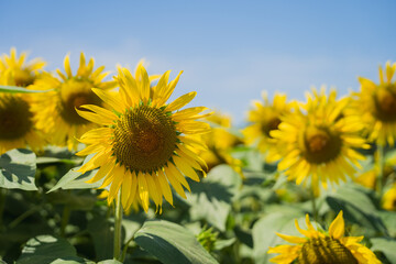 青空とひまわり