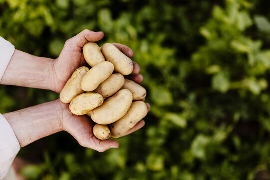 fresh potatoes in hands 
