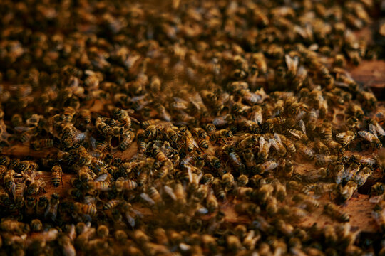 close up top shot of honey bees in their nest