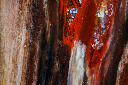 Petrified wood fossil jade texture