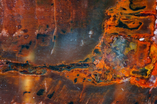 Petrified wood fossil jade texture