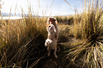 Playful Orange cat outdoors