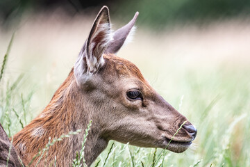 Wildlife Deer Fawn in german Reh, Kitz or Rehkitz Capreolus capreolus close up walking in the gras