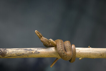 Green snake curled up on a branch