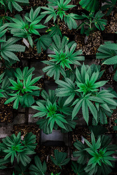 Cannabis or hemp plants