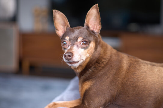 Portrait of min pin