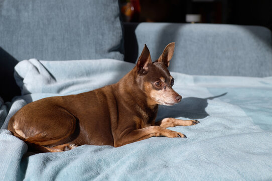 Cute min pin dog on sofa
