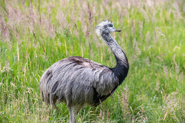 Austrailian Wildlife Emu Dromaius novaehollandiae, close up portrait walking in the bush grass