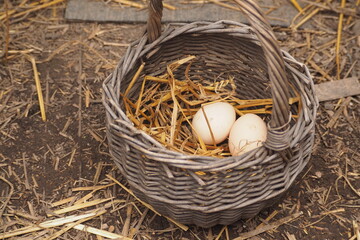 Kurze jaja w koszyku ze słomą