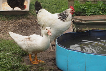 Gęś i kura przy korycie z wodą 