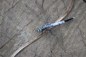 シオカラトンボ © 竜矢 妹尾