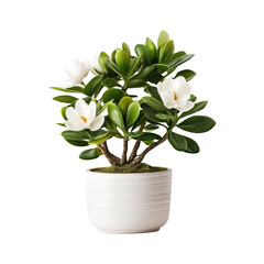 Potted white flower plant isolated on transparent background