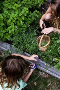 Children in the Herb Garden