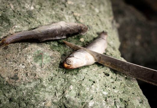 Preparing Fishing Bait 
