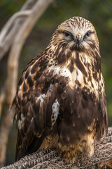 Portrait of Rough Legged Hawk, Grizzly  Wolf Discovery Centre, Yellowstone National Park.