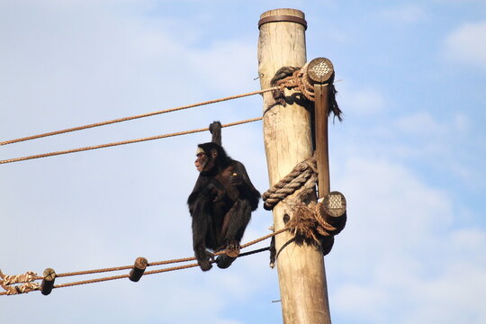 Brazilian Spider Monkey Resting On A Tree Structure