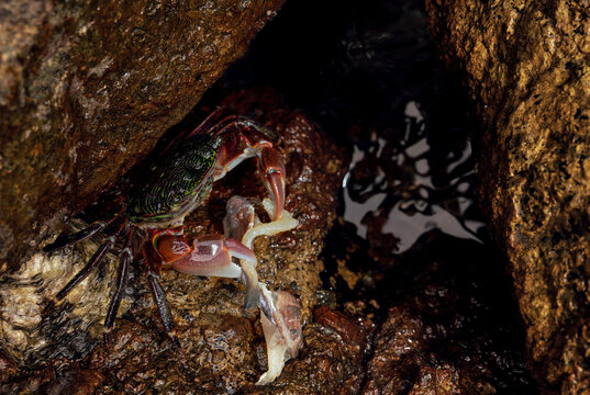 Lined Shore Crab 