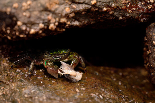 Striped Shore Crab Eating 