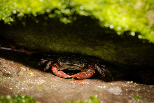 Striped Shore Crab 