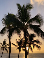 Palm Trees over sunset skies off Honokowai Beach Park in Napili near Lahaina Maui Hawaii