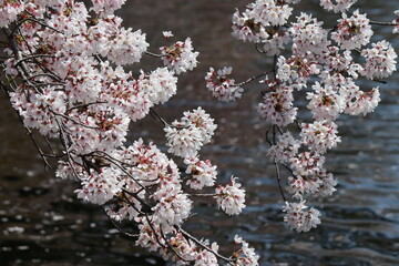 川と桜