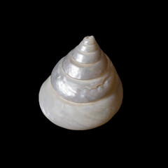 Pearl white color limpet shell isolated on black background.