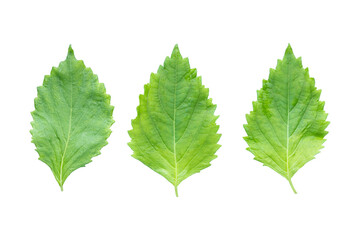 Top view of Three Green Shiso Leaf Isolated on transparent png background.
