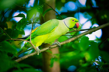 The green parrot is a very colorful bird that is commonly seen in Sri Lanka