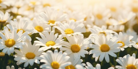 Close-up view of chamomile flowers. Generative AI image