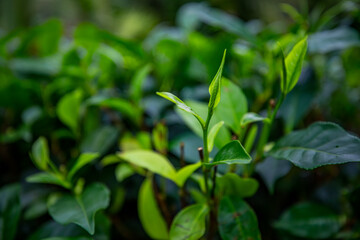 Fototapeta na wymiar Close-up shot of fresh green tea leaves at the tea plantation in the morning. Healthy traditional drink ingredients Sri Lanka