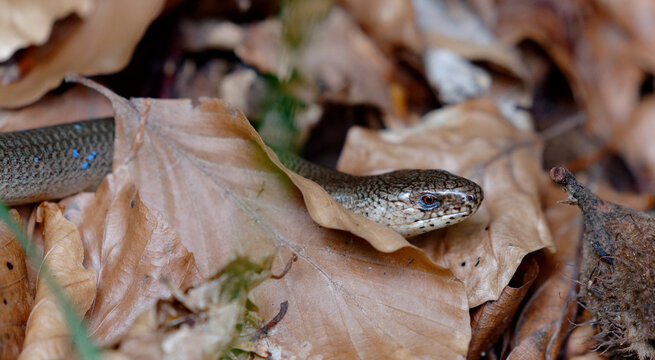  Blindschleiche, Westliche Blindschleiche - Anguis fragilis