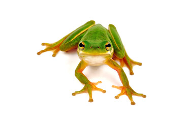 American green tree frog // Amerikanischer Laubfrosch, Karolina-Laubfrosch (Dryophytes cinereus / Hyla cinerea)