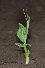 Entwicklung einer jungen Erbsenpflanze aus einem Erbsensamen, Blattentwicklung
