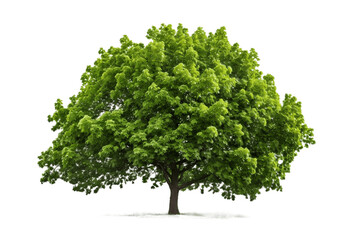 Fototapeta na wymiar High-Resolution Photo of Beautiful Tree Generative Ai