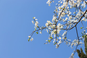 blossom flower, spring flowers, nature background, amazing forest and garden landscape
