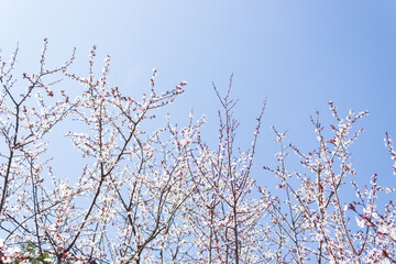 blossom flower, spring flowers, nature background, amazing forest and garden landscape