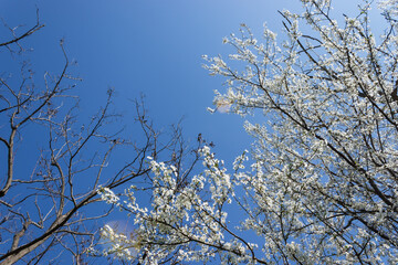 blossom flower, spring flowers, nature background, amazing forest and garden landscape