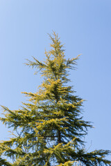 trees in the forest, nature background, amazing forest and garden landscape