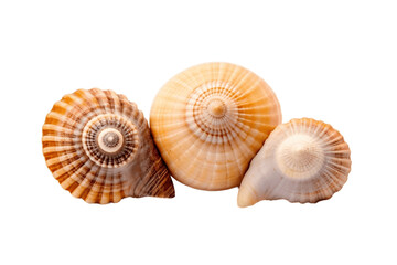 Sea Shell Isolated on transparent background Generative AI